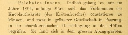 Osservazioni sul Pelobates fuscus ..., Cornalia, 1874